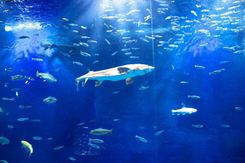 東京の水族館ラリー